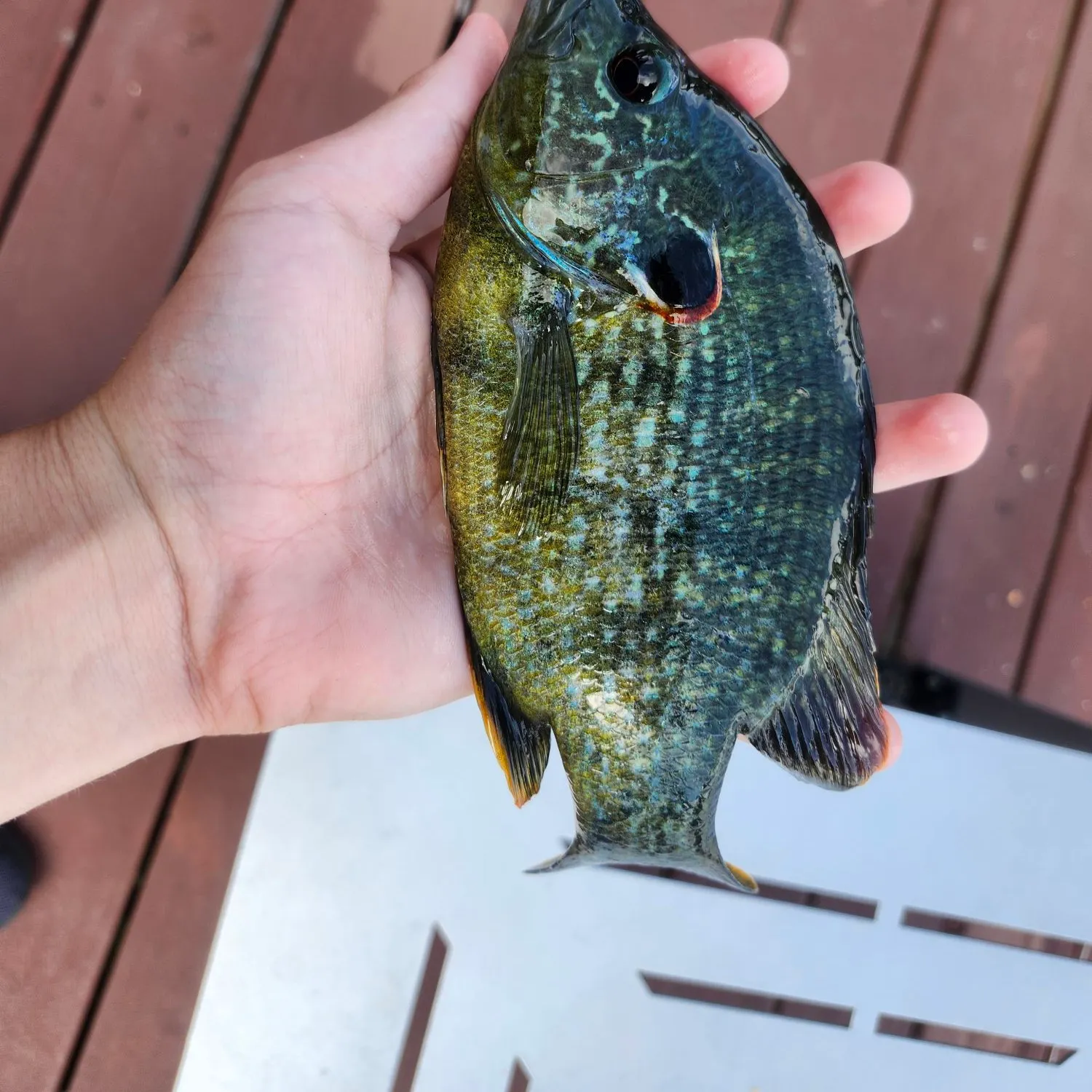Green sunfish caught on Fishbrain