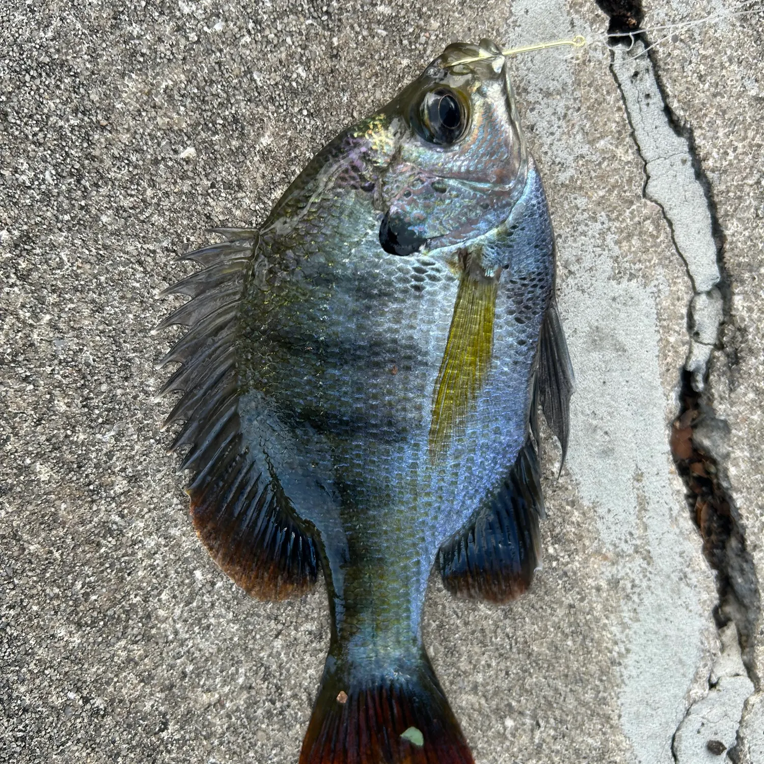 Fish caught on Fishbrain