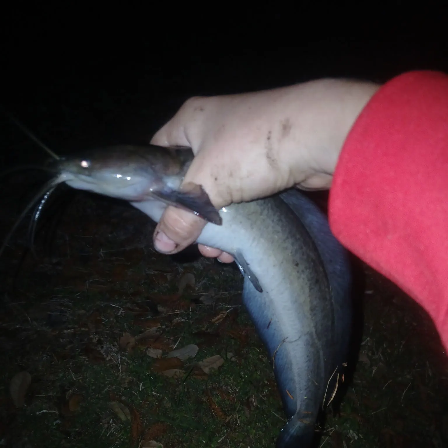 The most recent Walking catfish catches on Fishbrain