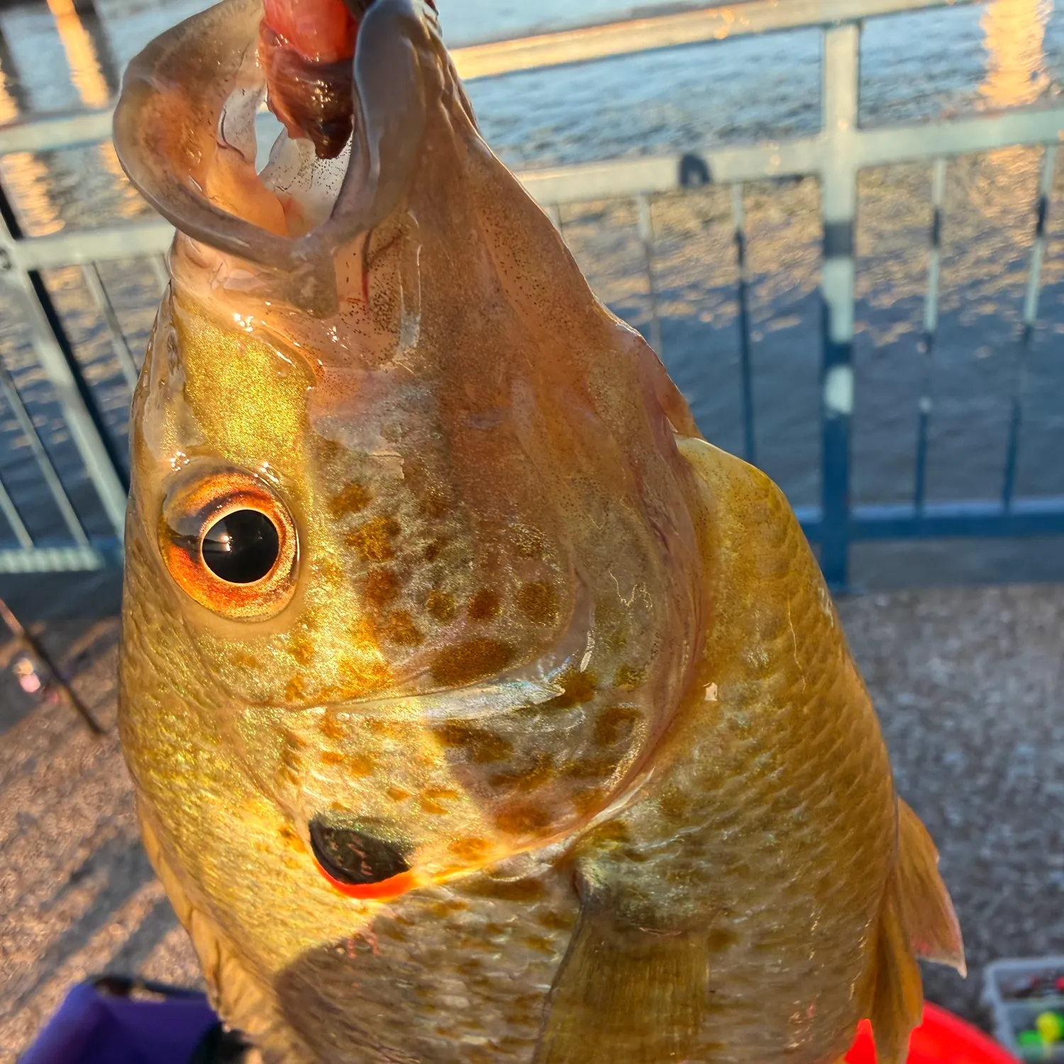 Redear sunfish caught on Fishbrain
