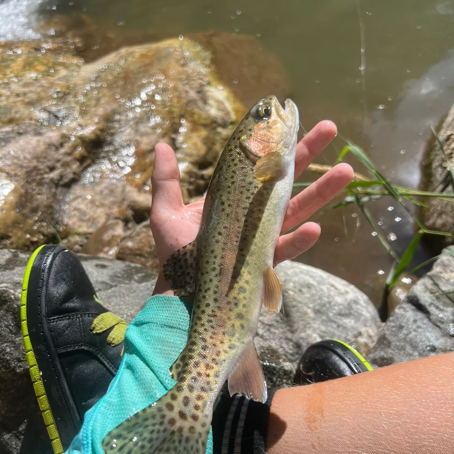 Rainbow trout caught on Fishbrain
