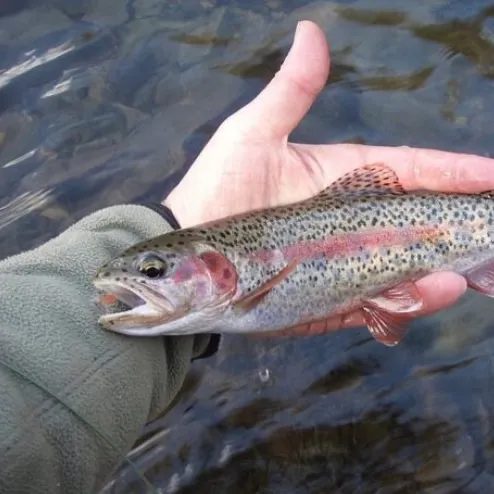 Rainbow trout caught on Fishbrain