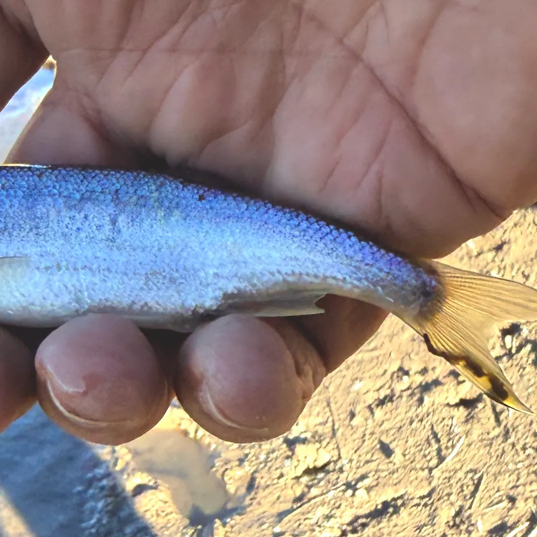 Redside shiner caught on Fishbrain