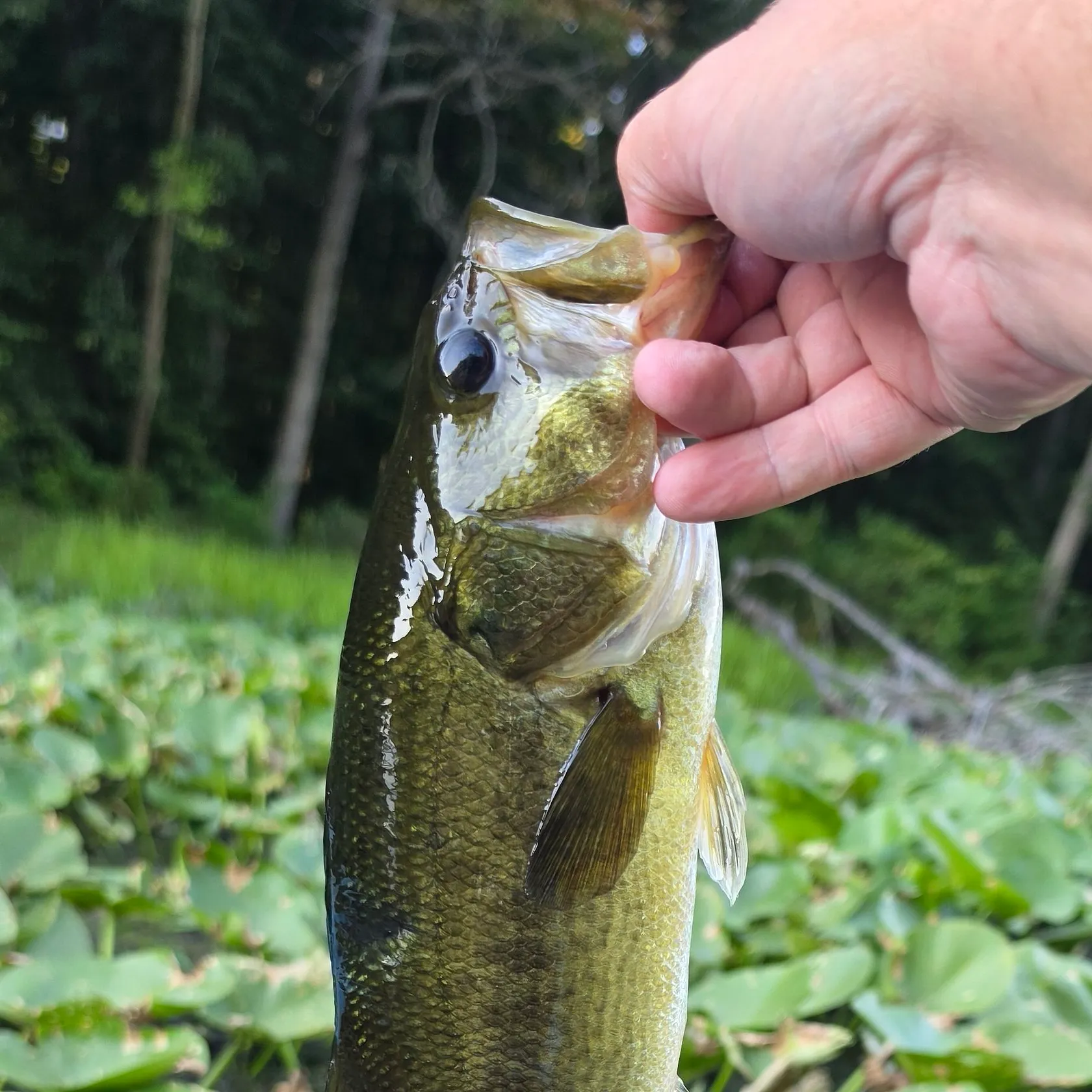 Largemouth bass caught on Fishbrain