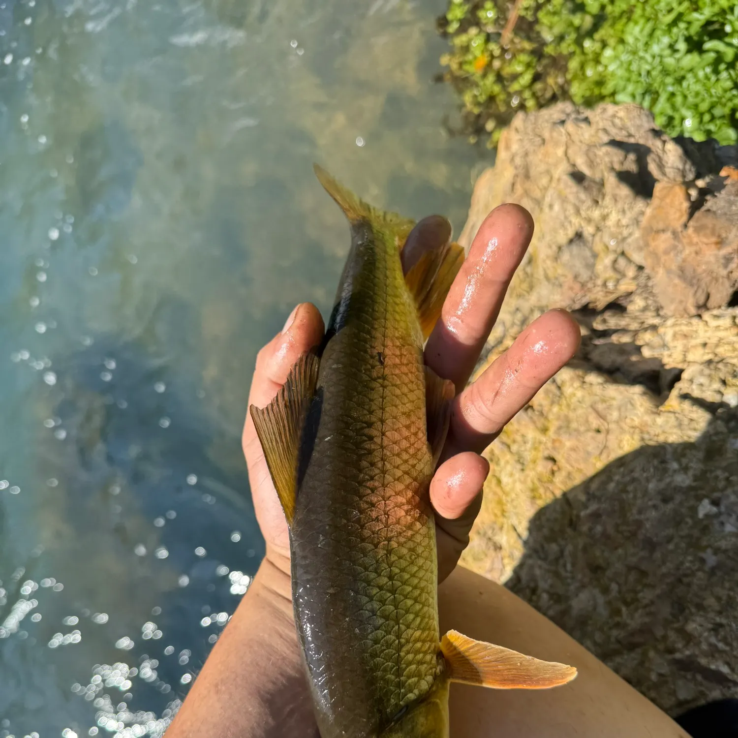 Golden redhorse caught on Fishbrain