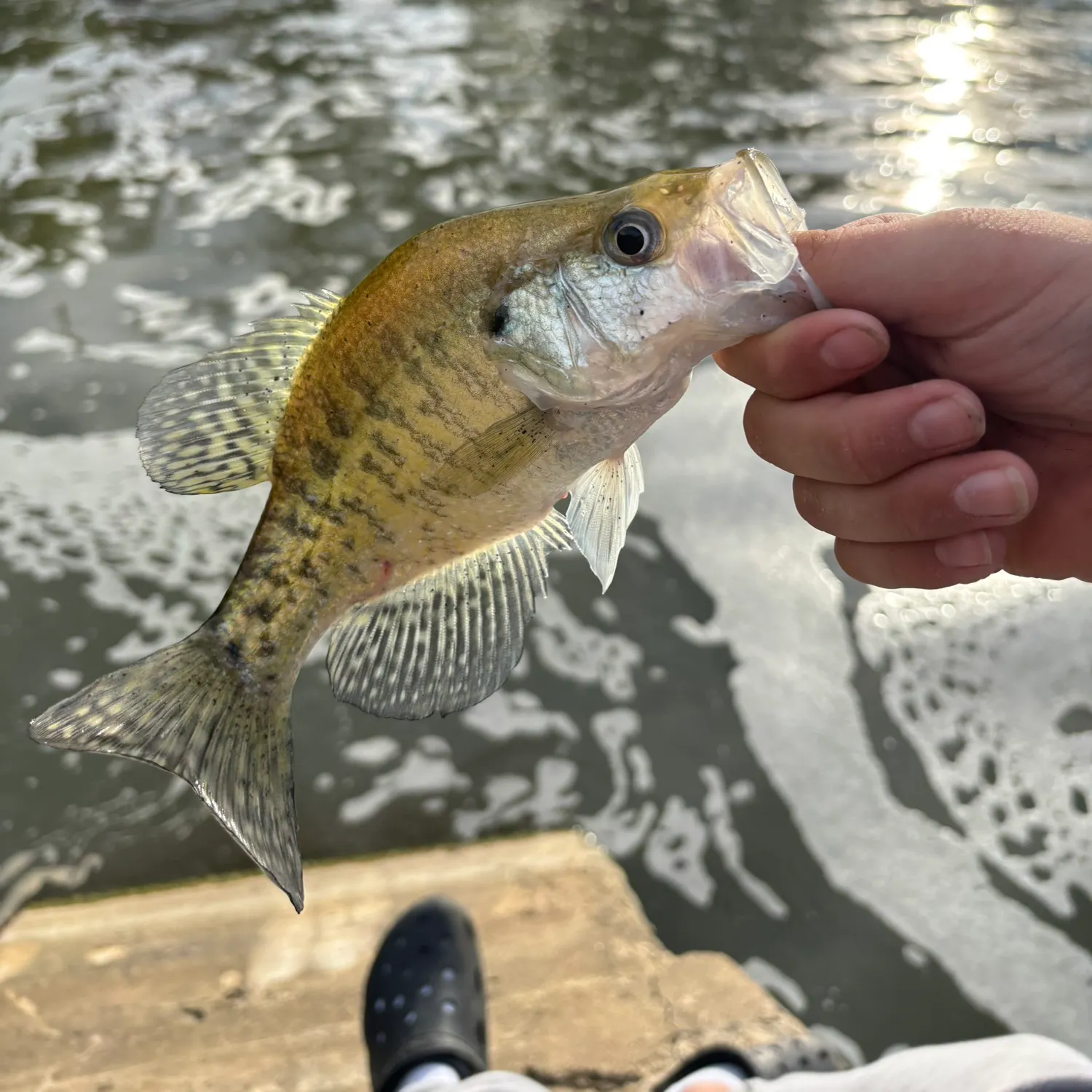 White crappie caught on Fishbrain