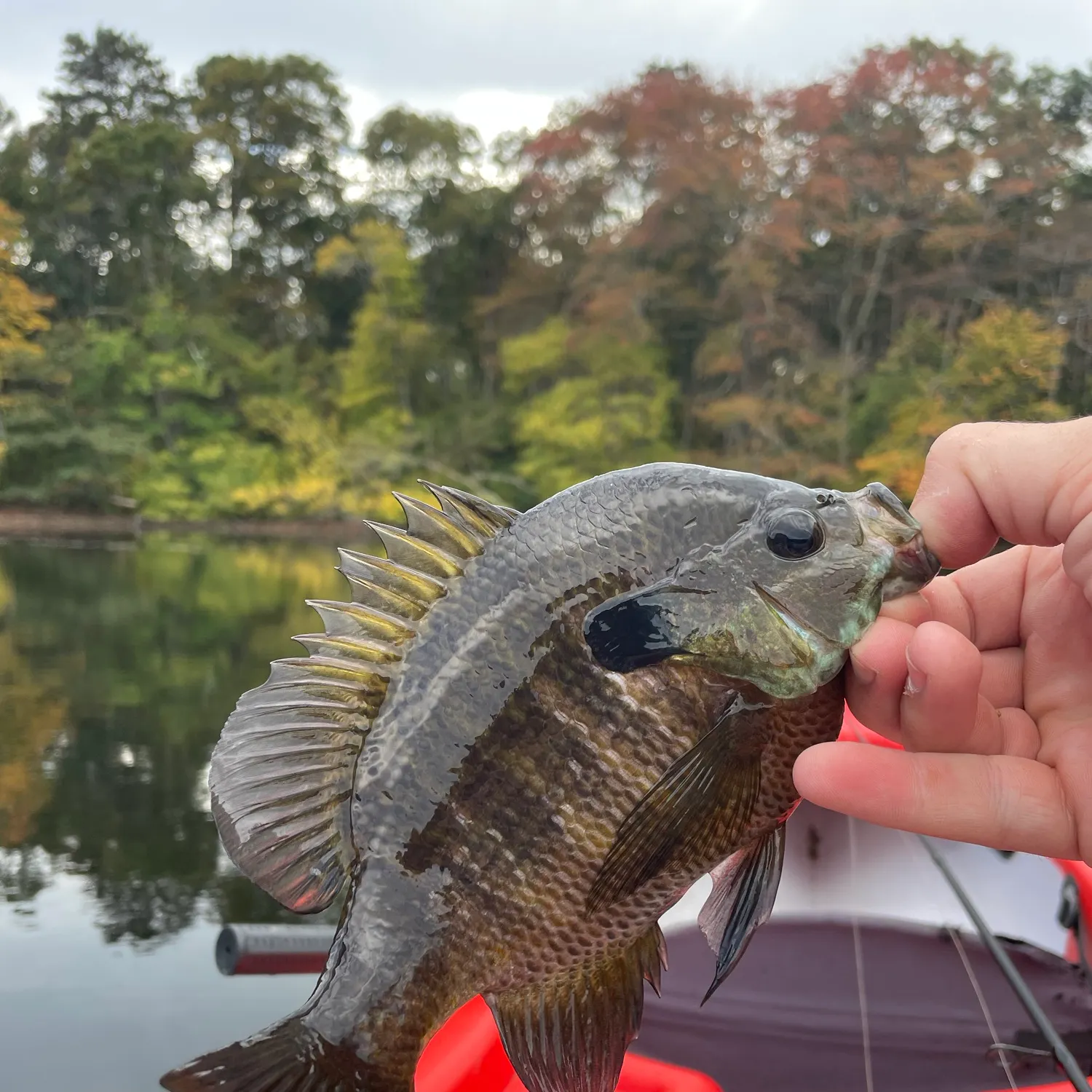 Bluegill caught on Fishbrain
