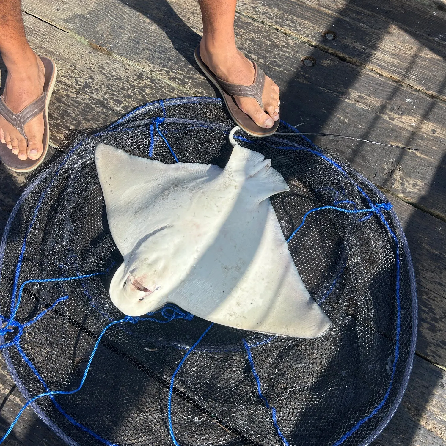 Bat eagle ray caught on Fishbrain
