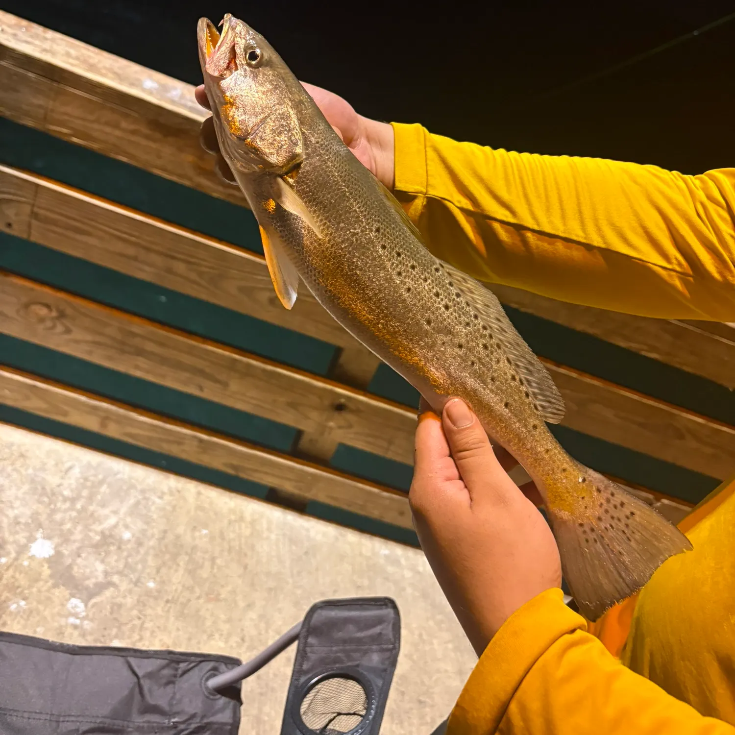 Spotted seatrout caught on Fishbrain