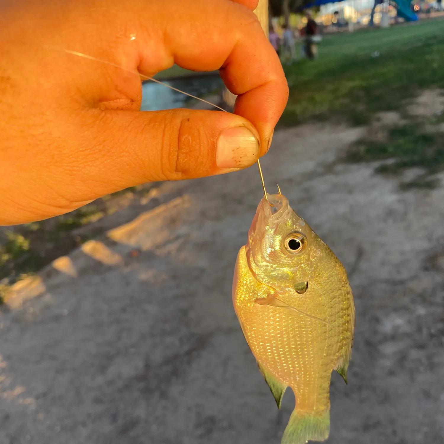 Bluegill caught on Fishbrain