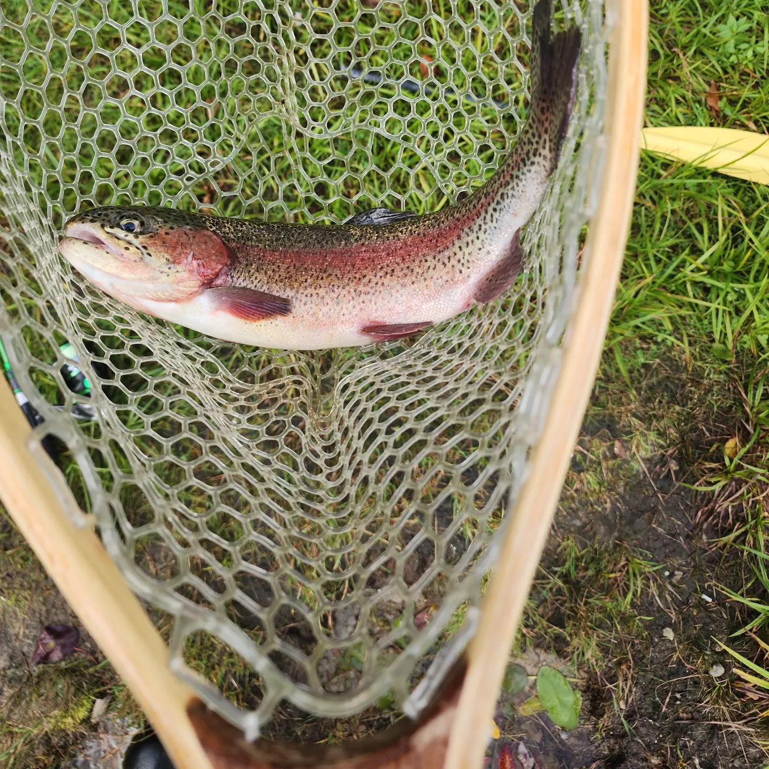 Rainbow trout caught on Fishbrain