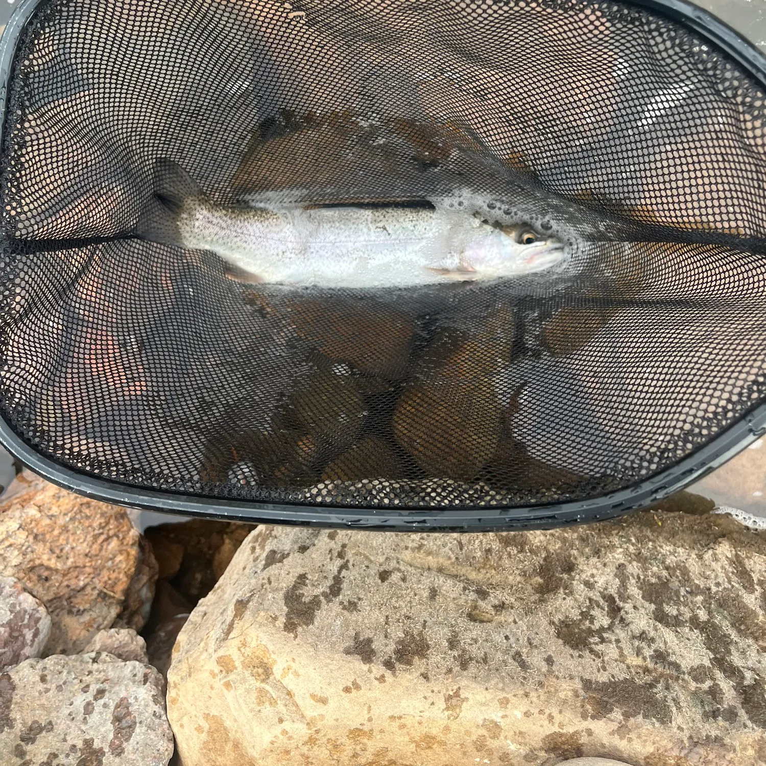 Rainbow trout caught on Fishbrain
