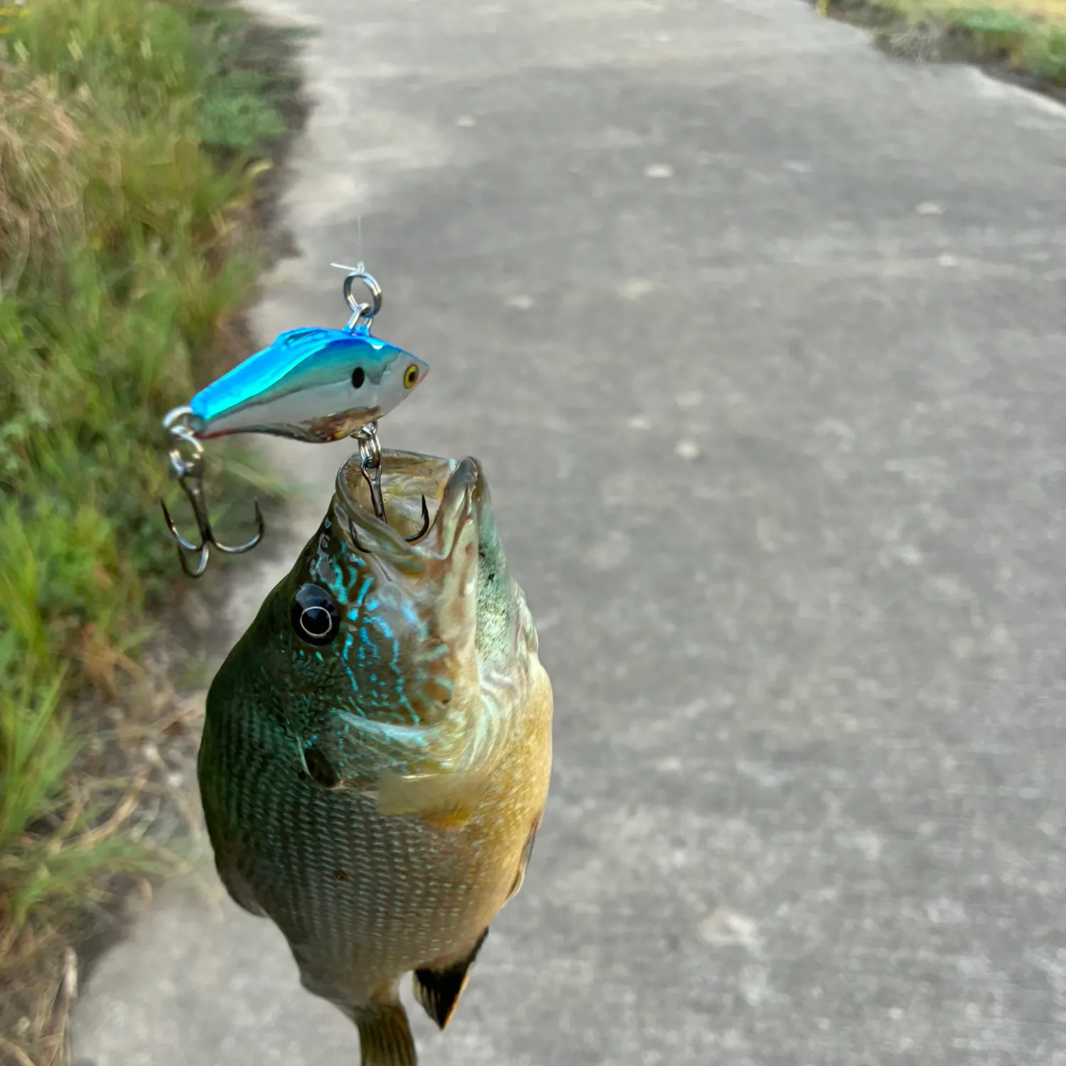 Green sunfish caught on Fishbrain