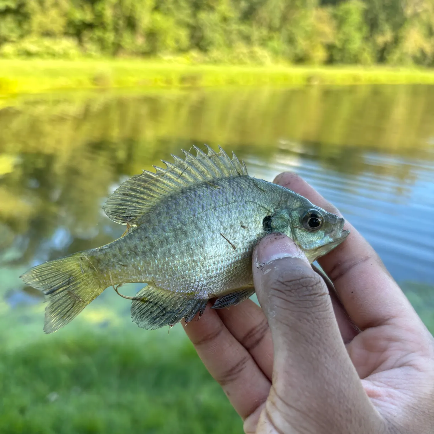 Bluegill caught on Fishbrain