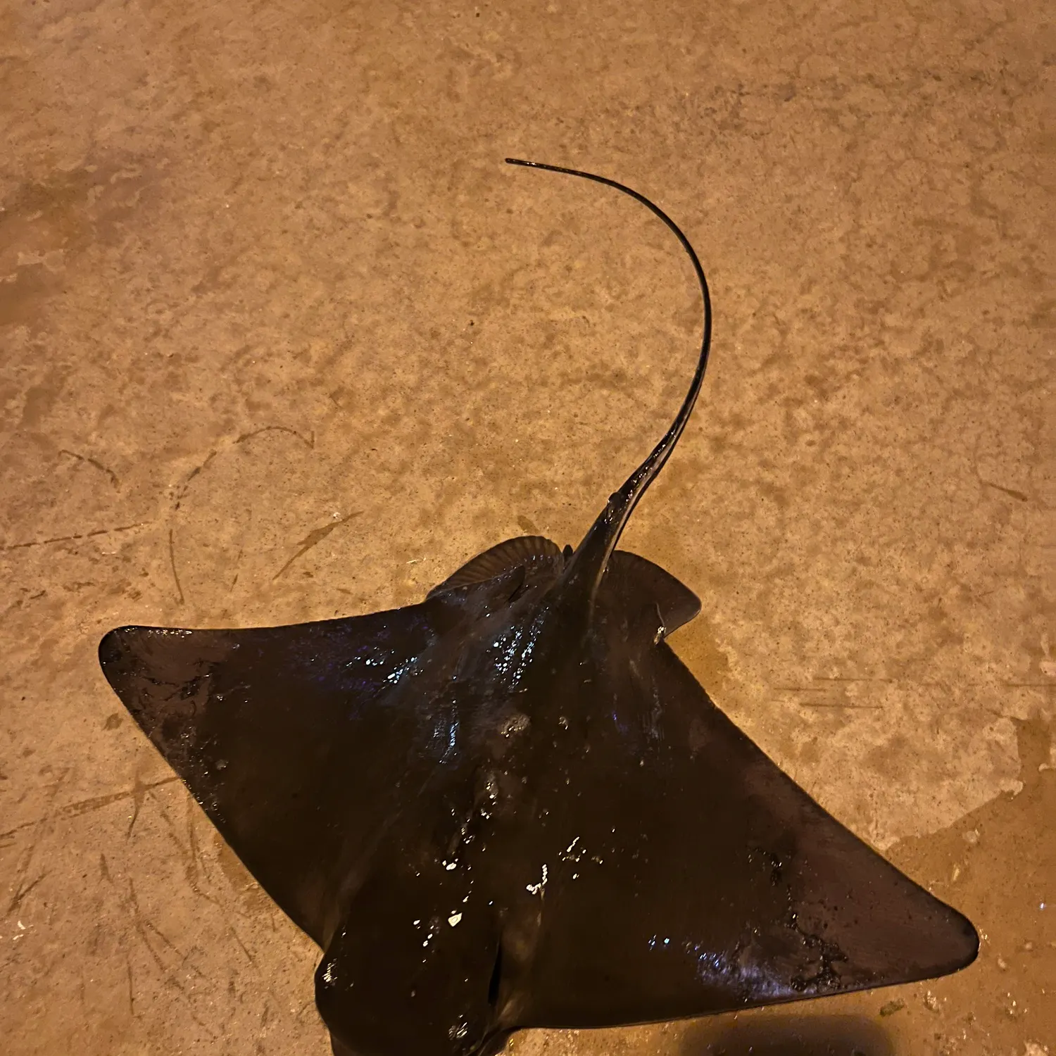 The most recent Bat eagle ray catches on Fishbrain