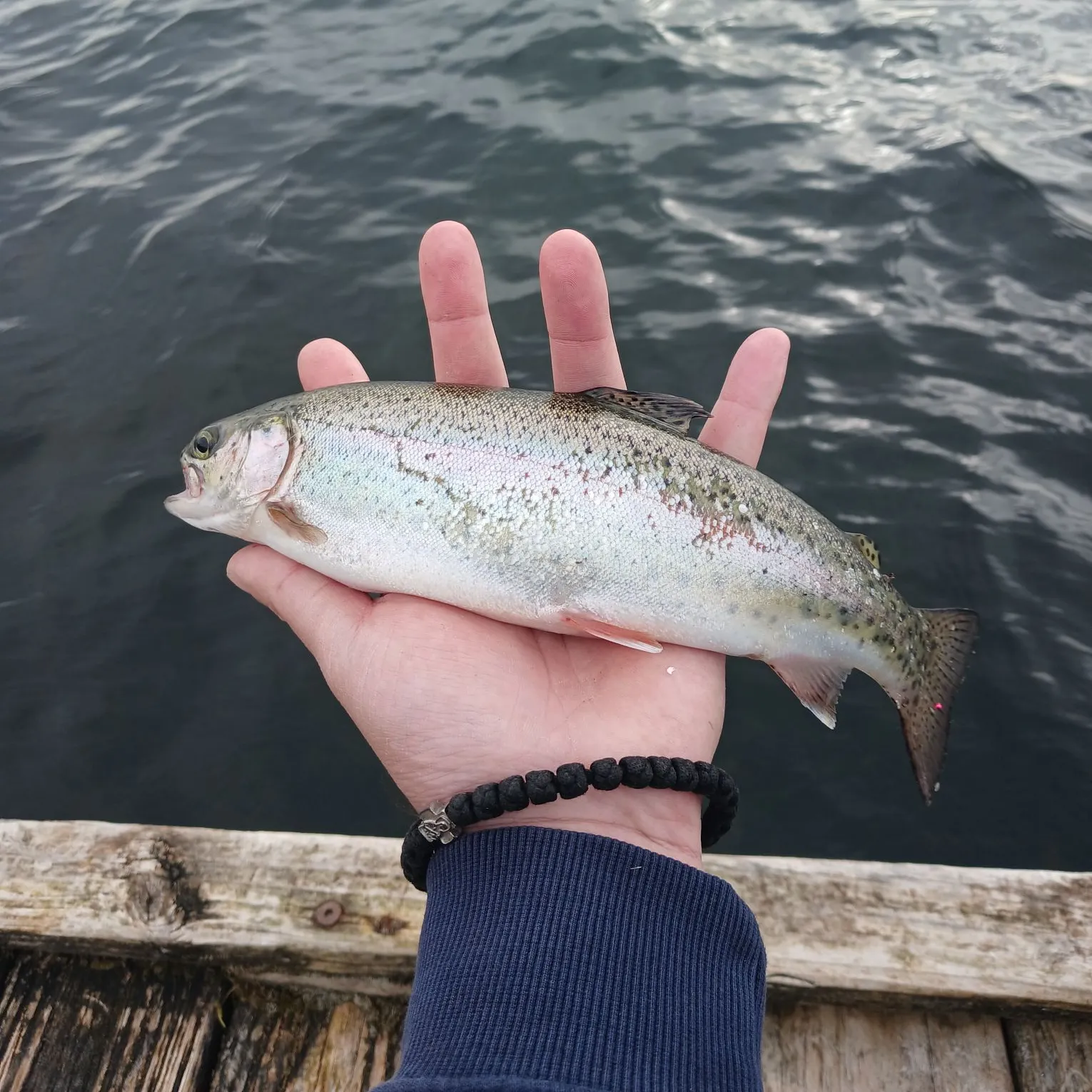Rainbow trout caught on Fishbrain