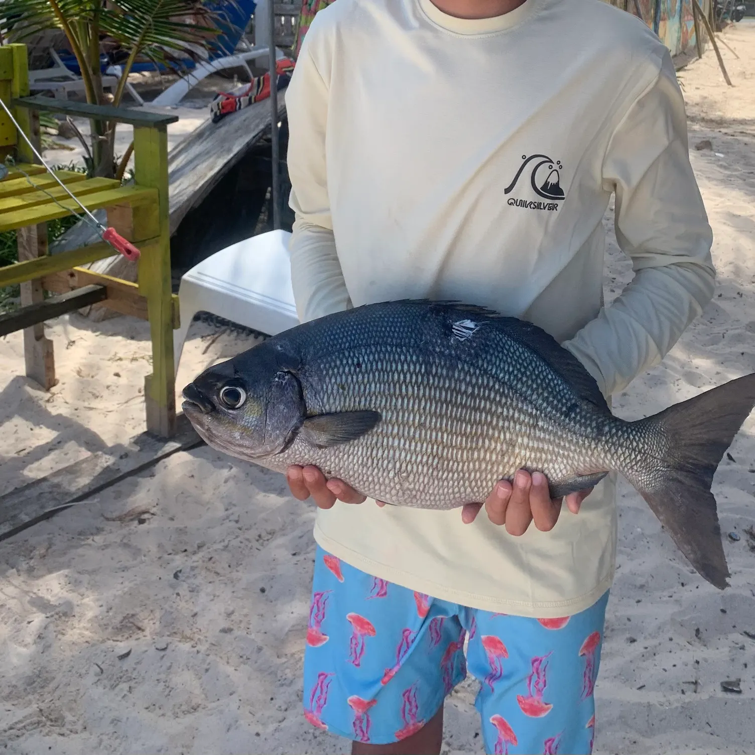 The most recent Brassy chub catches on Fishbrain