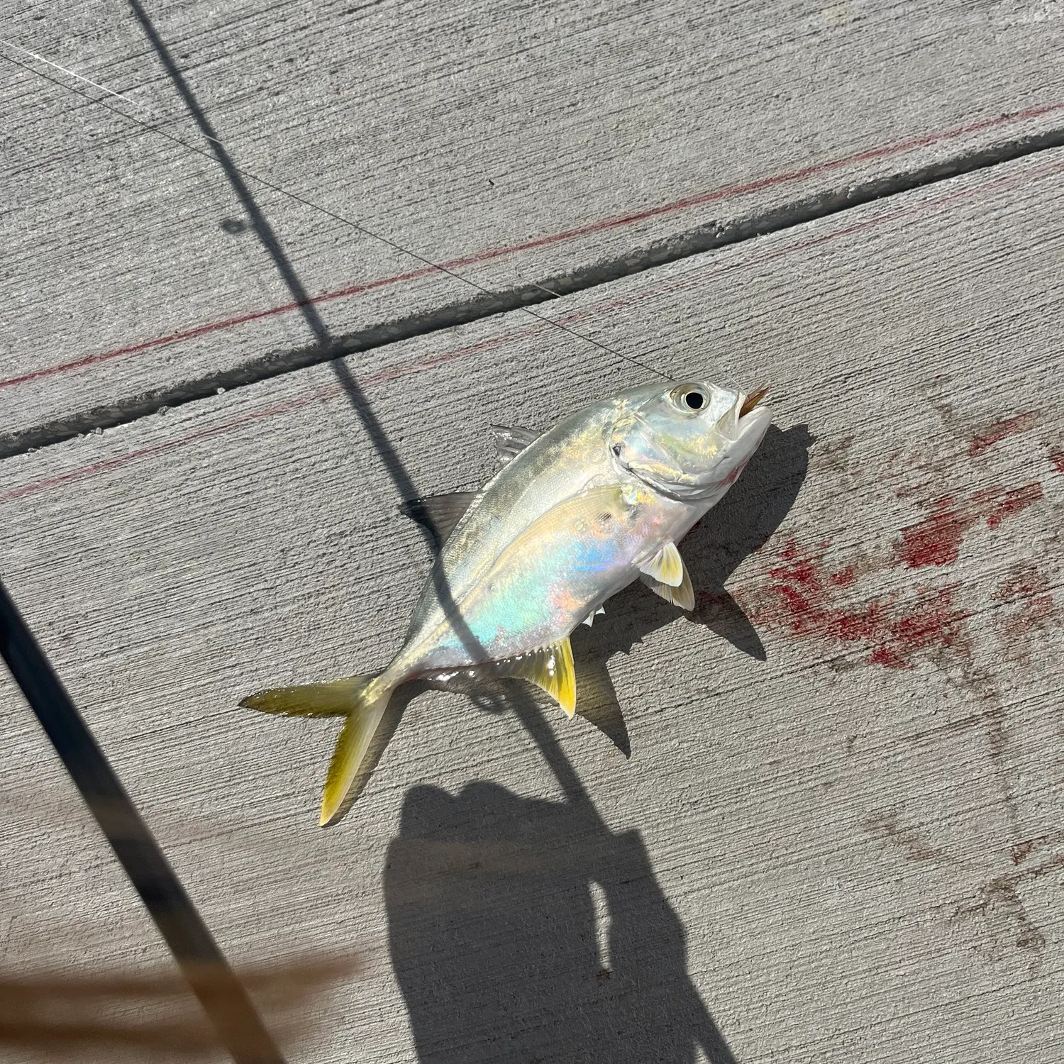 The most recent Leatherjack catches on Fishbrain