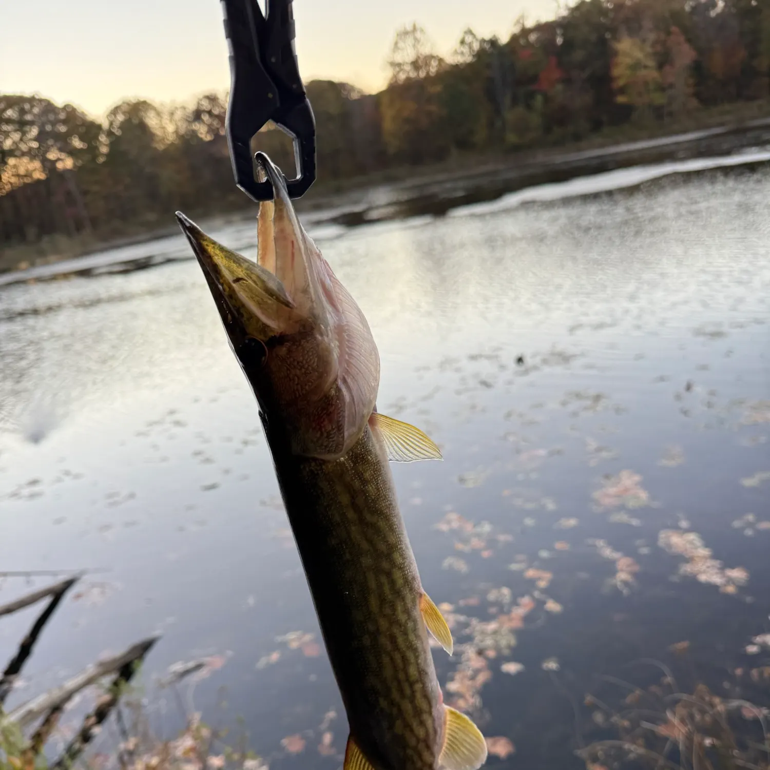 Chain pickerel caught on Fishbrain