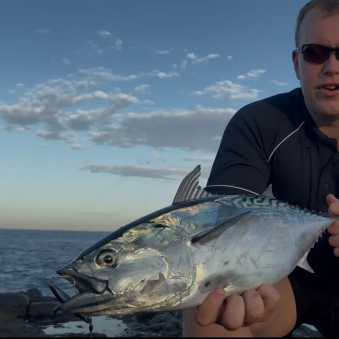 The most recent Kawakawa catches on Fishbrain