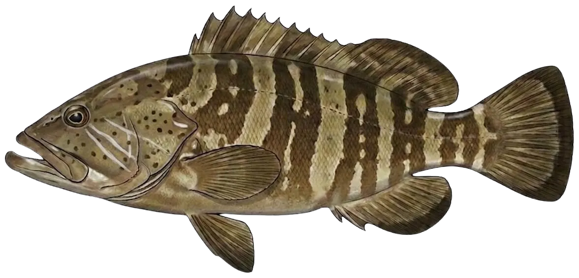 White grouper