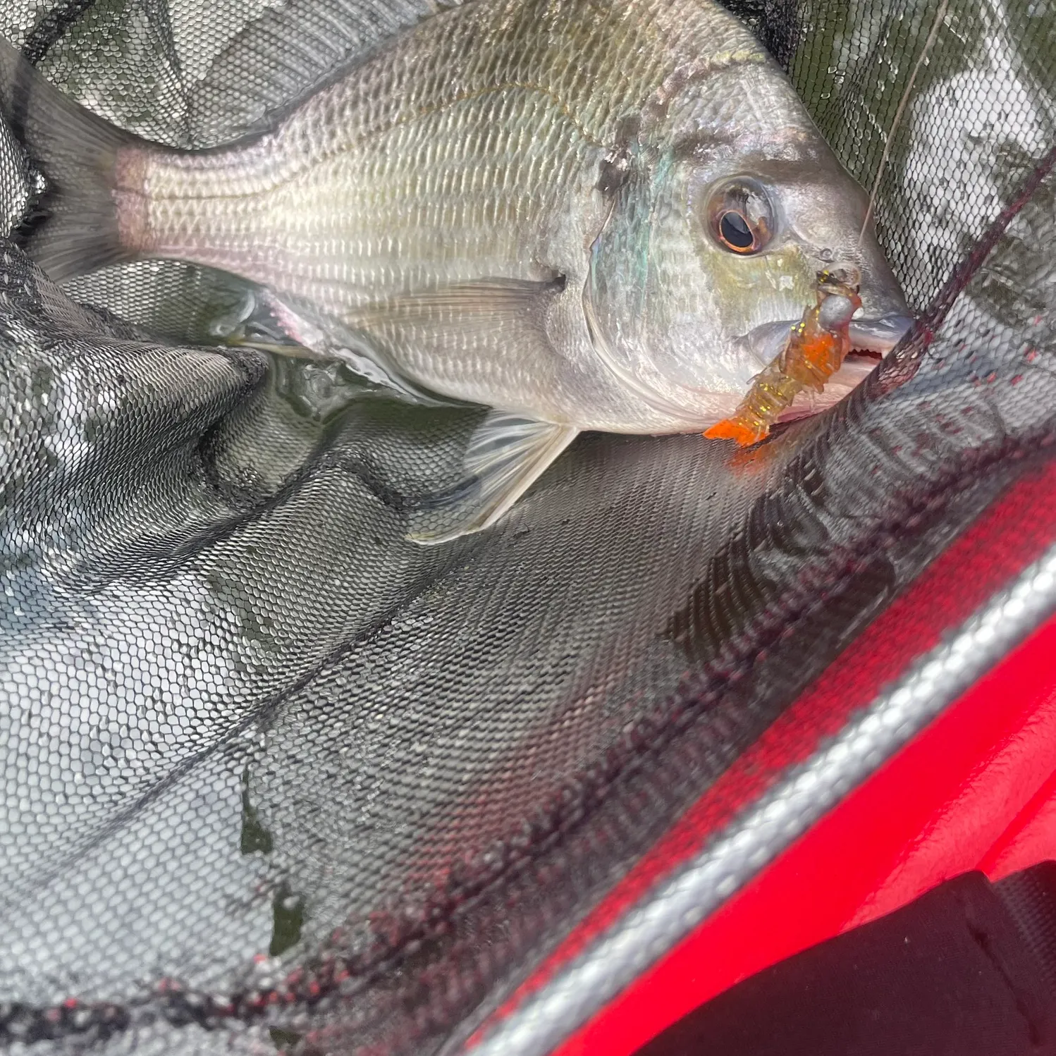 The most recent Surf bream catches on Fishbrain