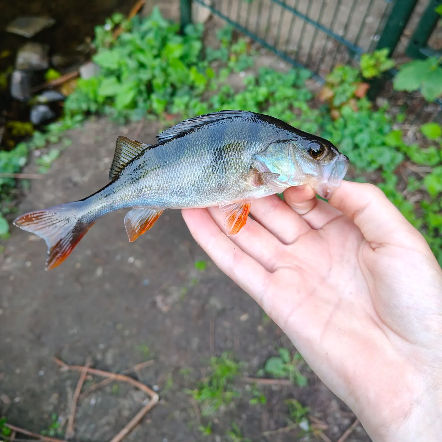 European perch caught on Fishbrain