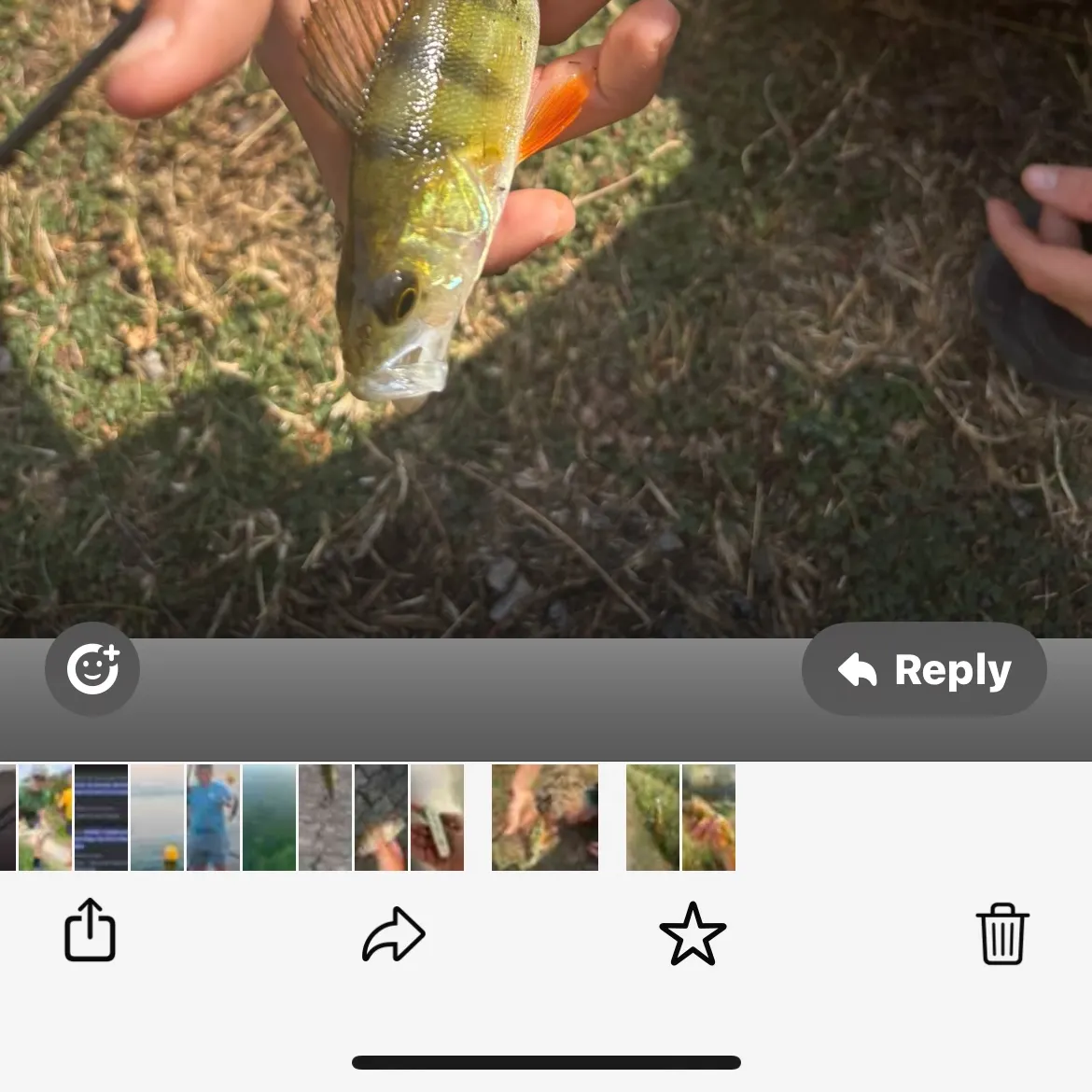 recently logged catches