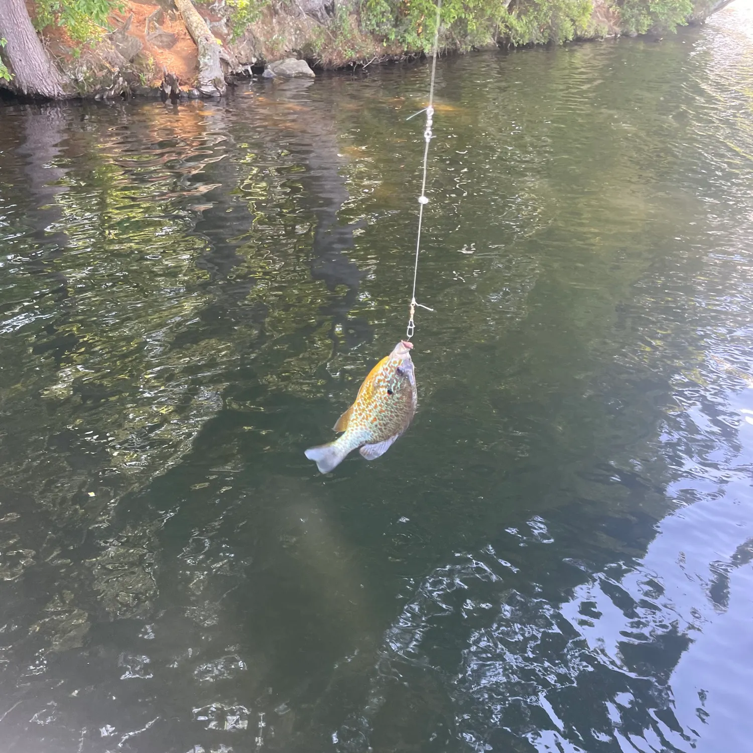 Pumpkinseed caught on Fishbrain