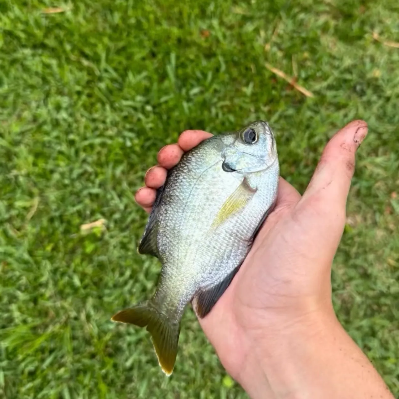 The most recent Bluegill catches on Fishbrain