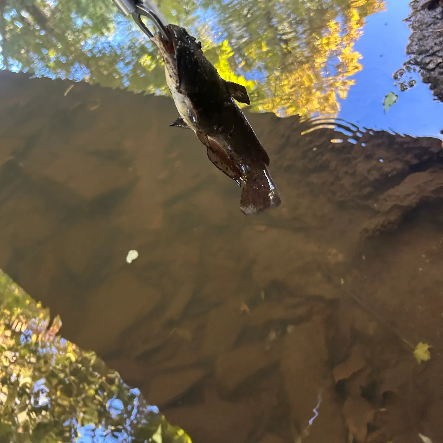 Black bullhead caught on Fishbrain