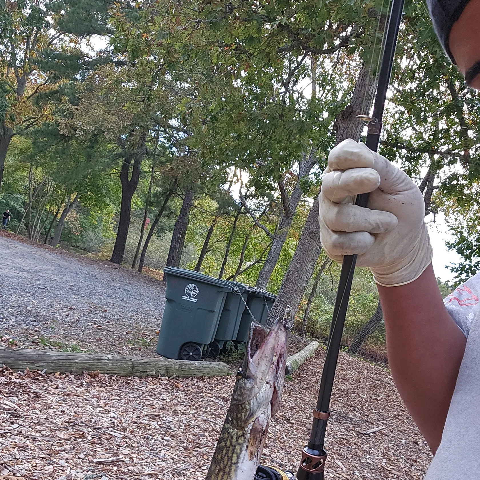 Chain pickerel caught on Fishbrain