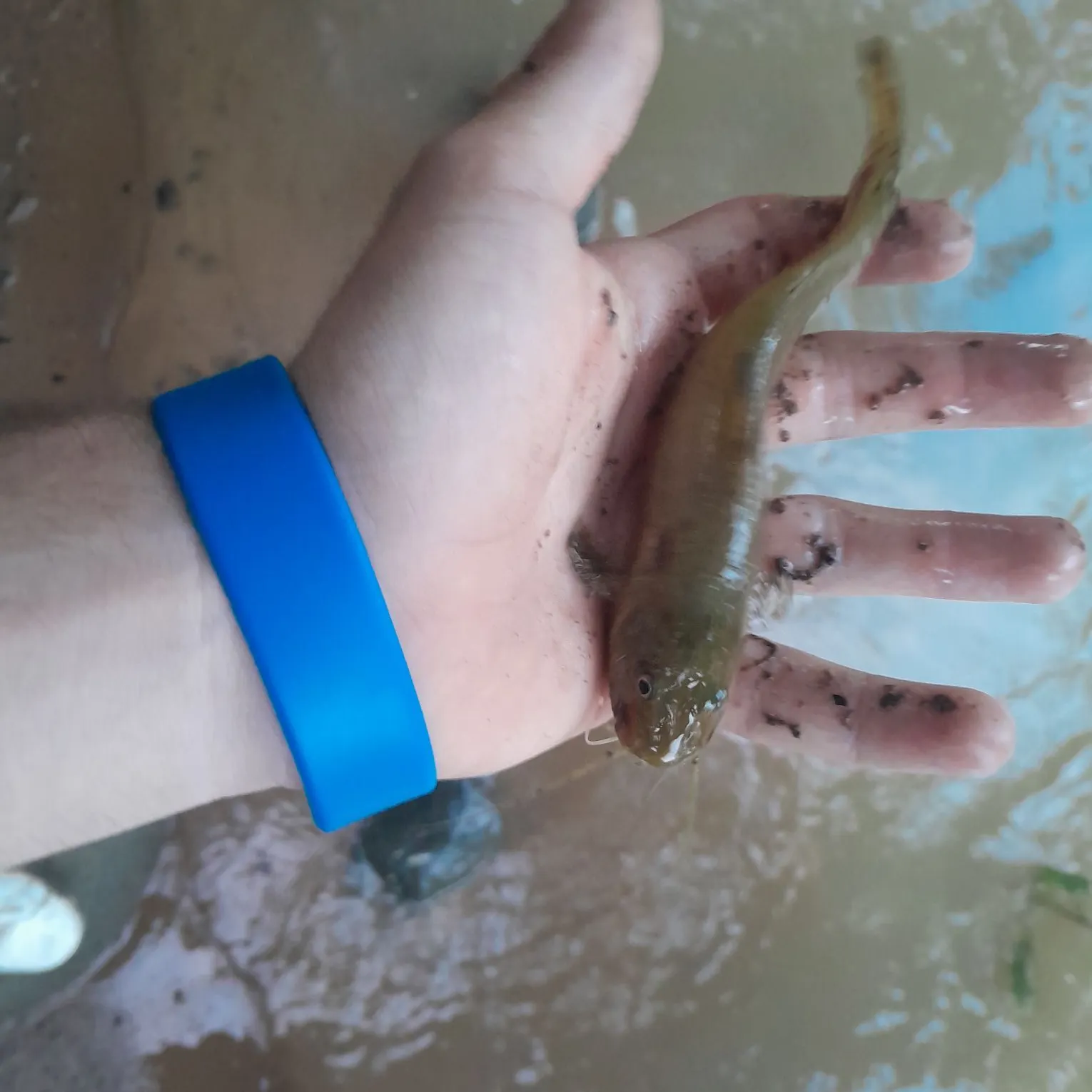 Amur catfish caught on Fishbrain