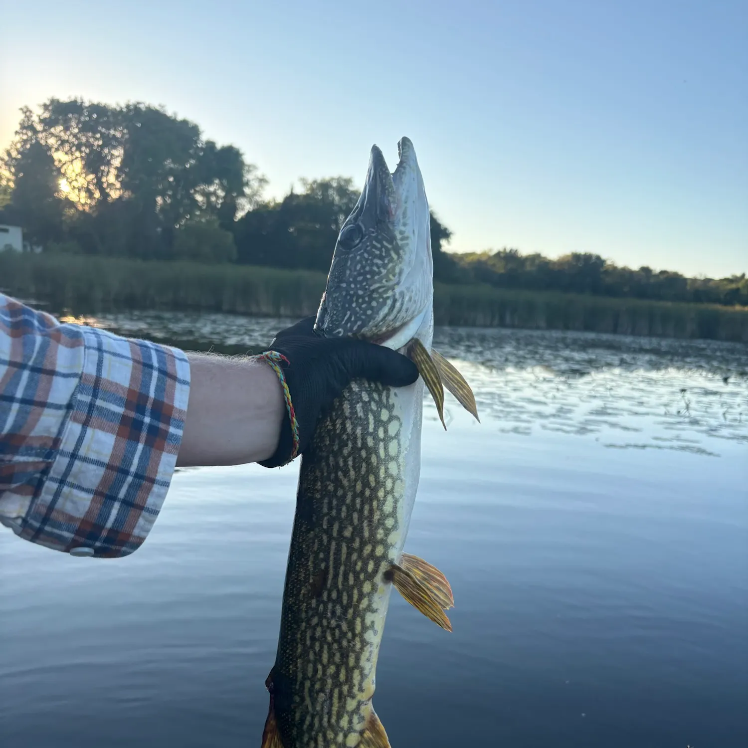 Northern pike caught on Fishbrain