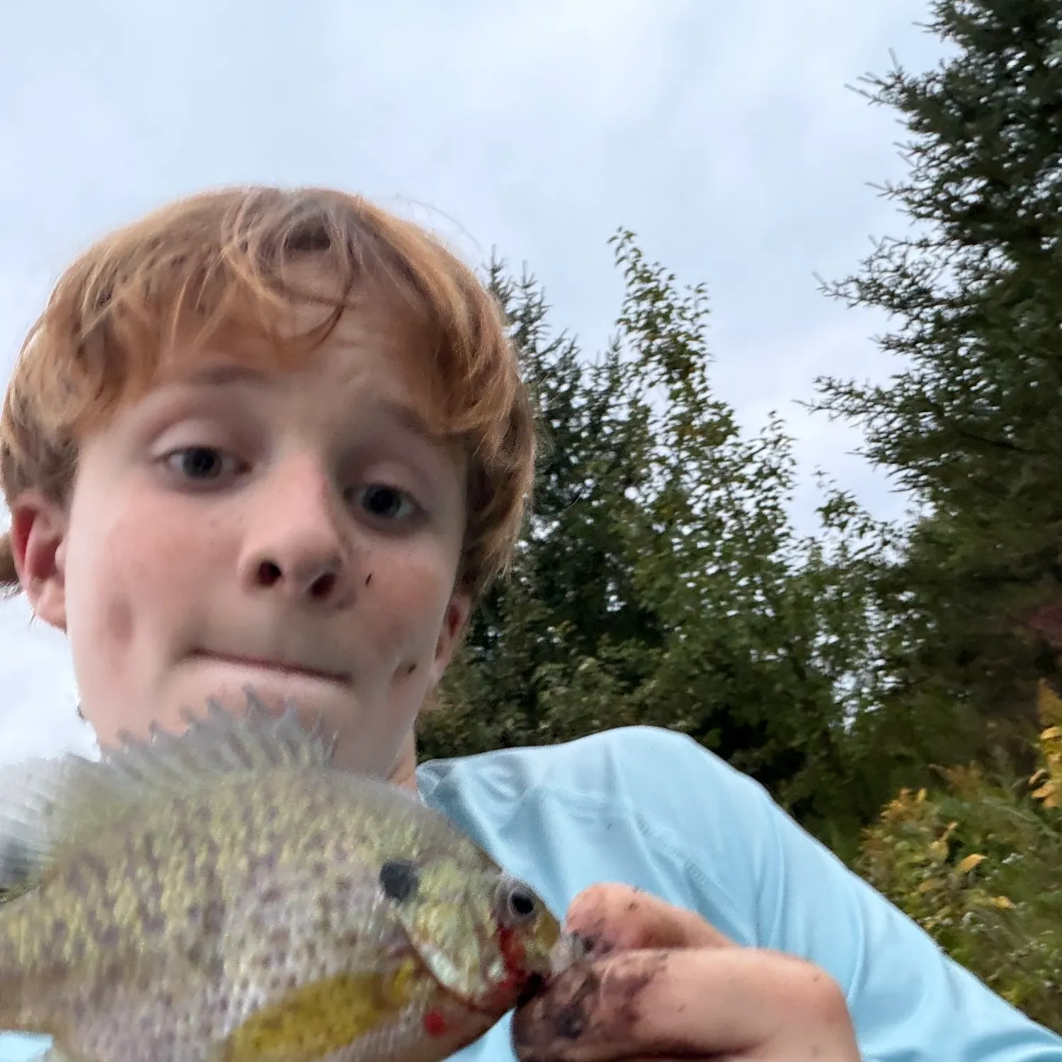 Bluegill caught on Fishbrain
