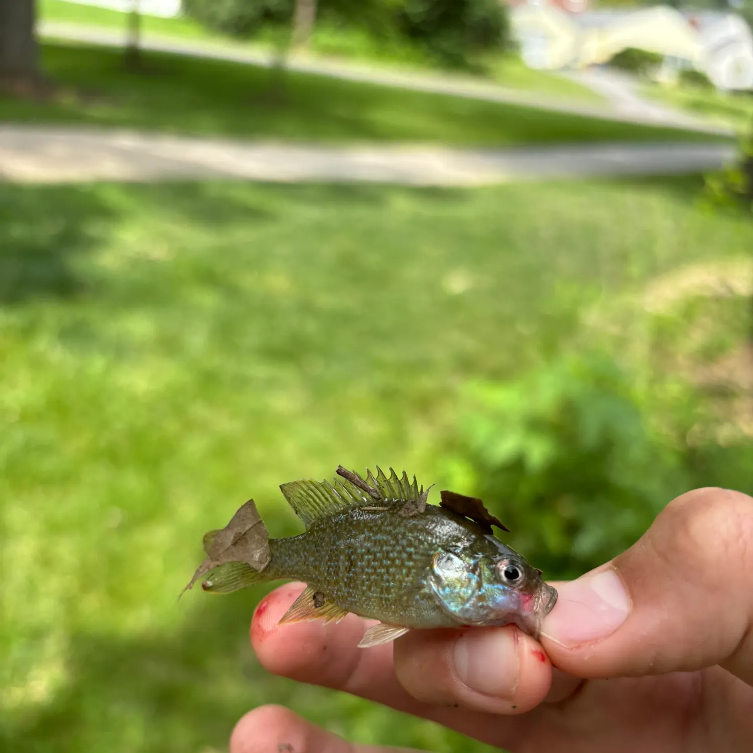catch