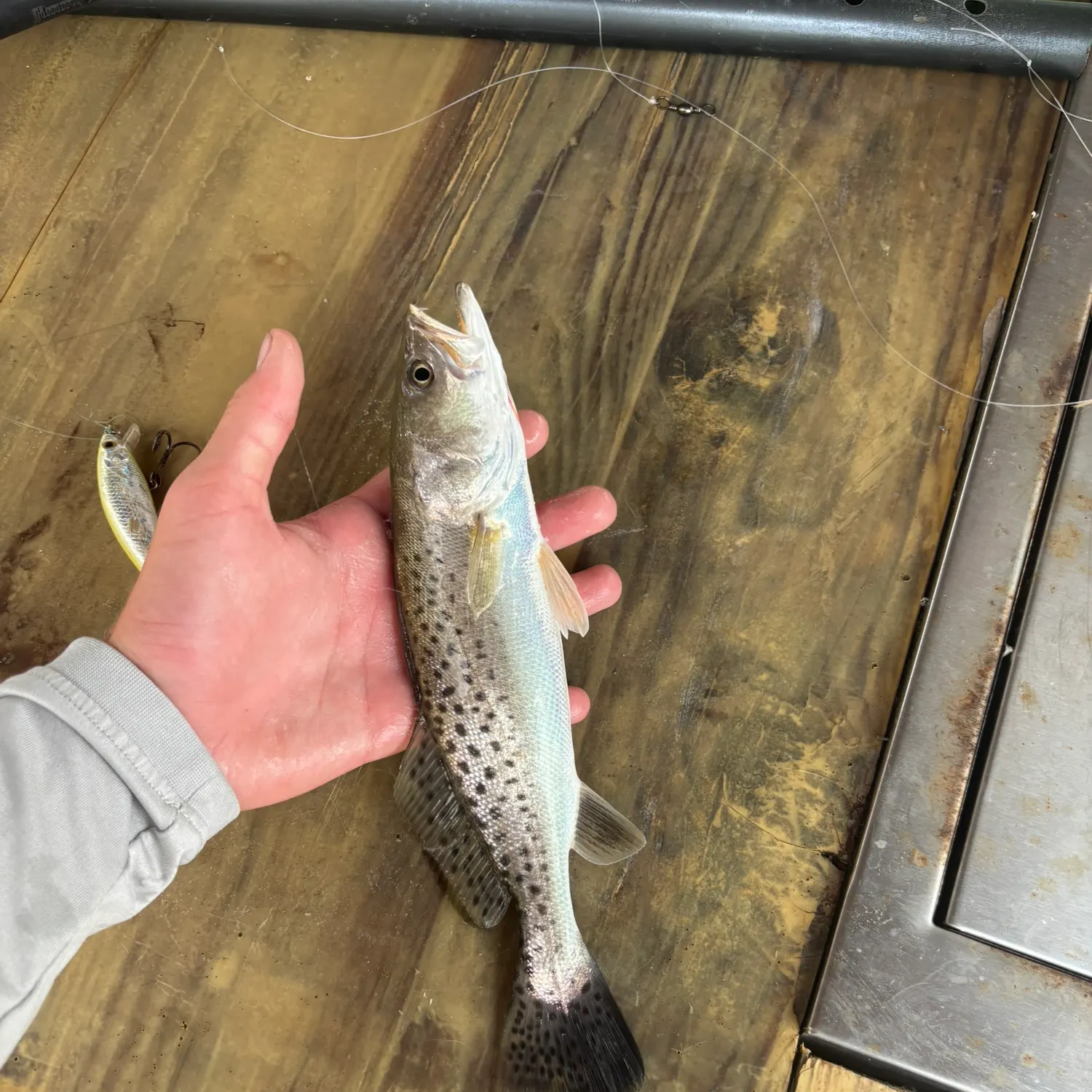 Spotted seatrout caught on Fishbrain