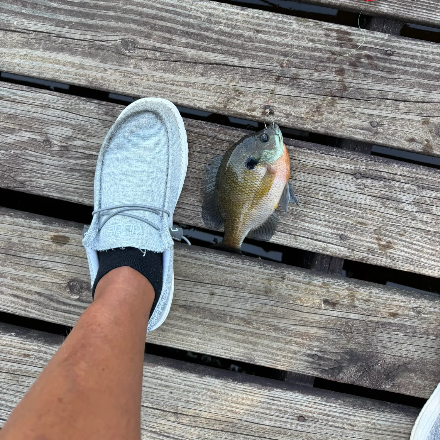 Spotted sunfish caught on Fishbrain