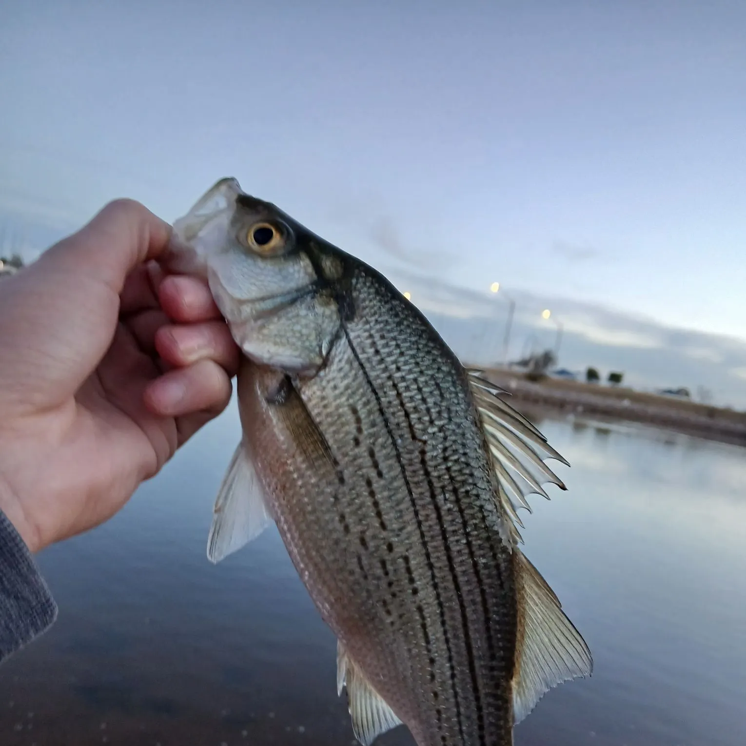 The most recent Hybrid striped bass catches on Fishbrain