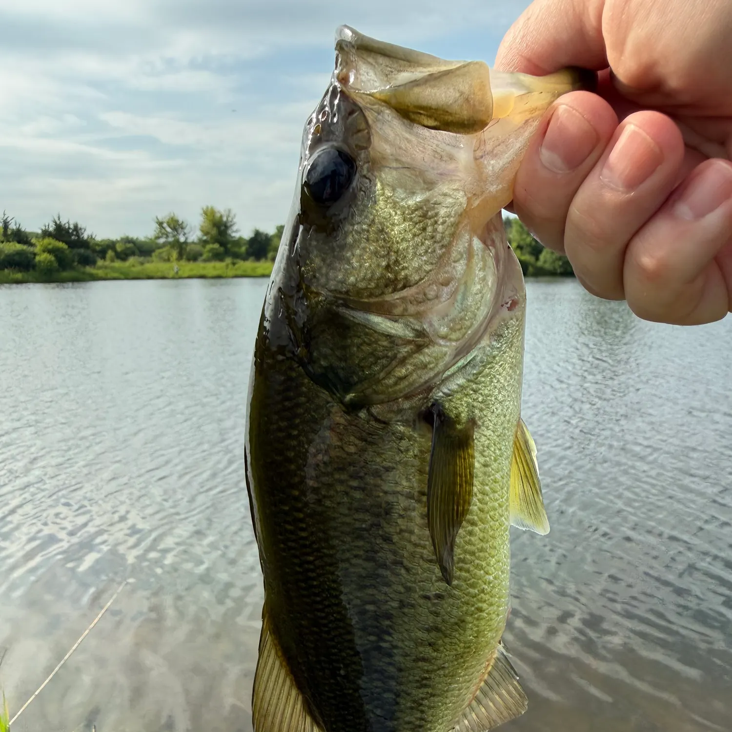 creme fishing lures crawdad Creme Lure Ultra Light Crank Bait. Hard Bait Lure. Chartreuse-Orange  Crawfish Body
