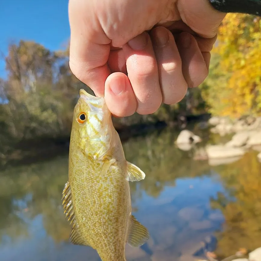Smallmouth bass caught on Fishbrain