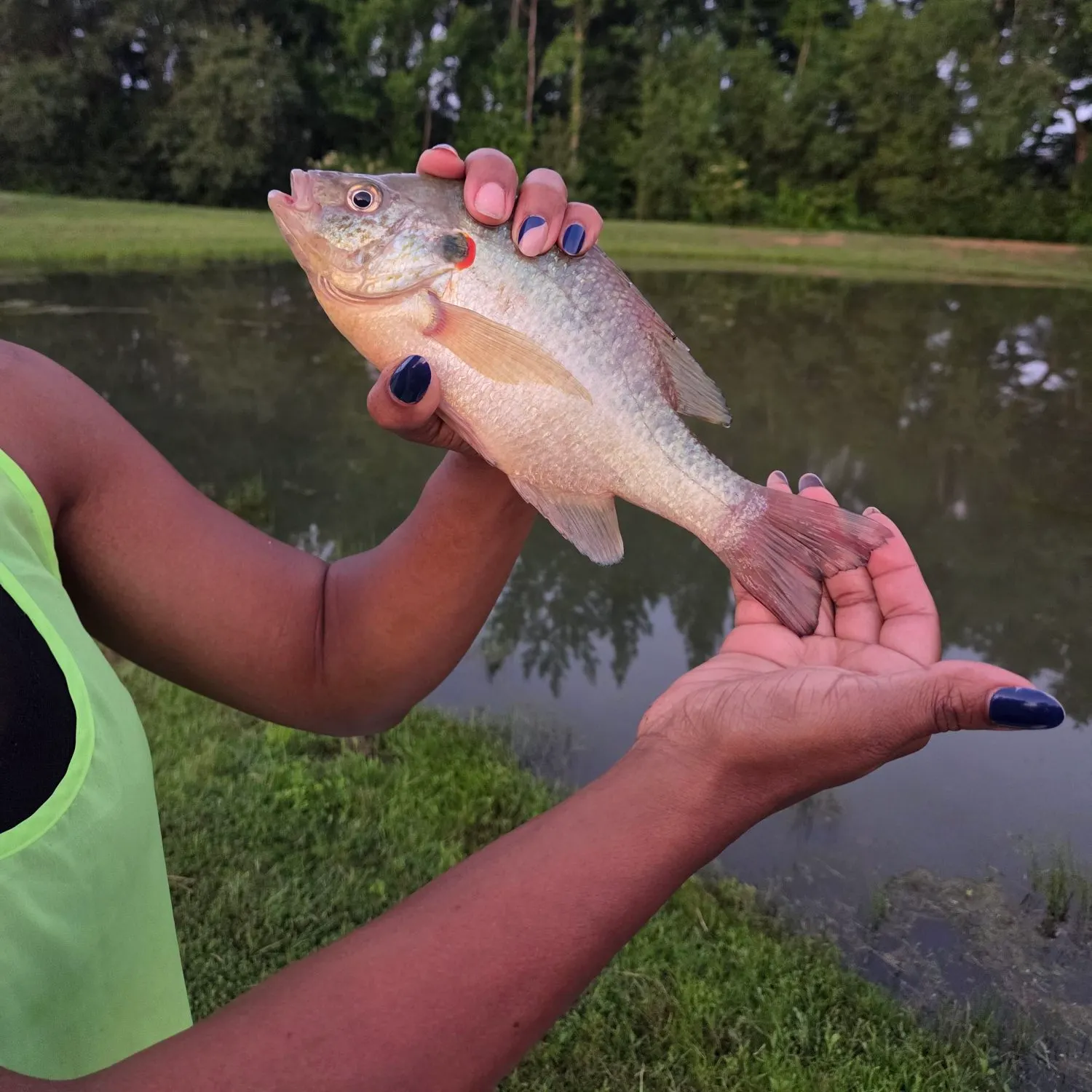 The most recent Redbreast sunfish catches on Fishbrain