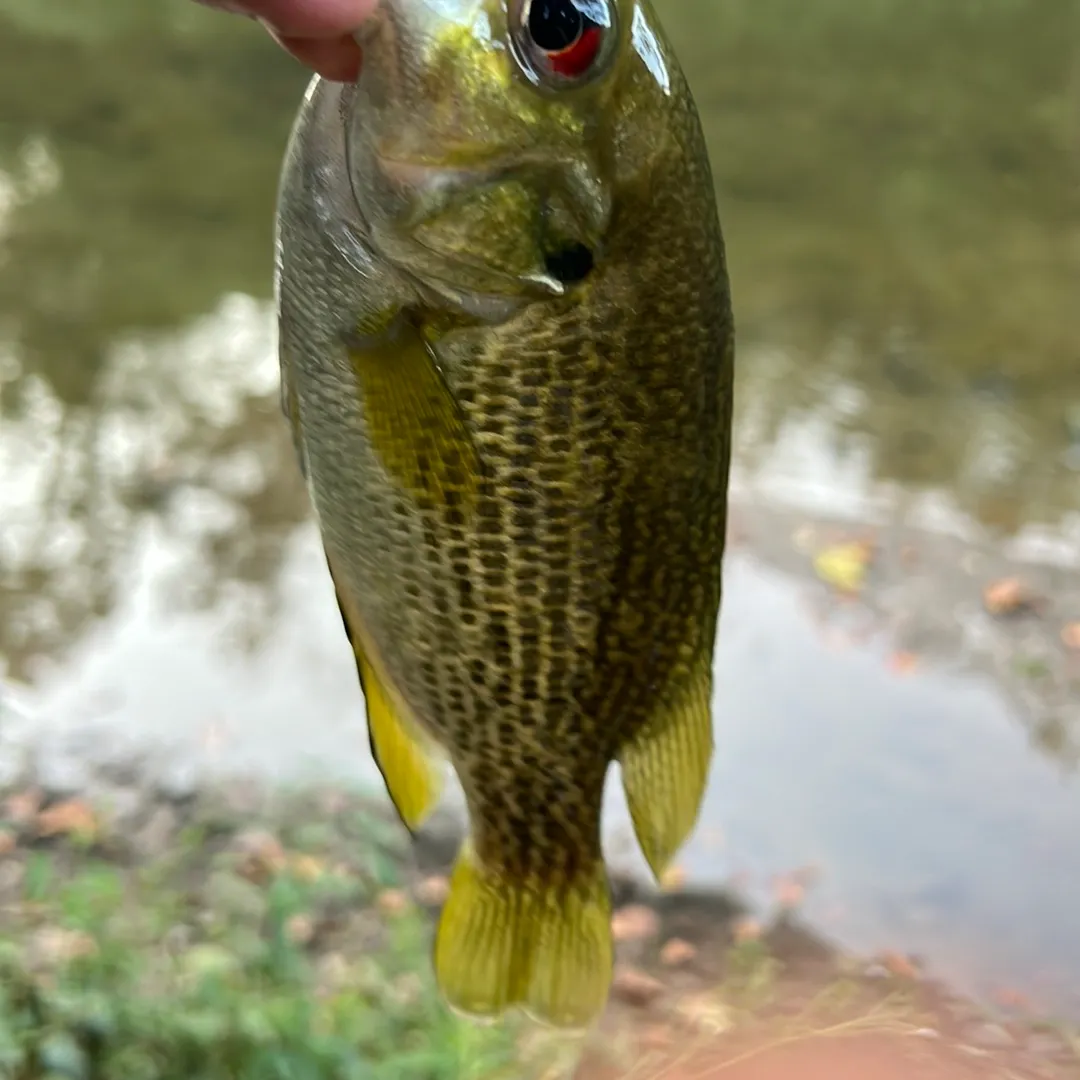 Rock bass caught on Fishbrain