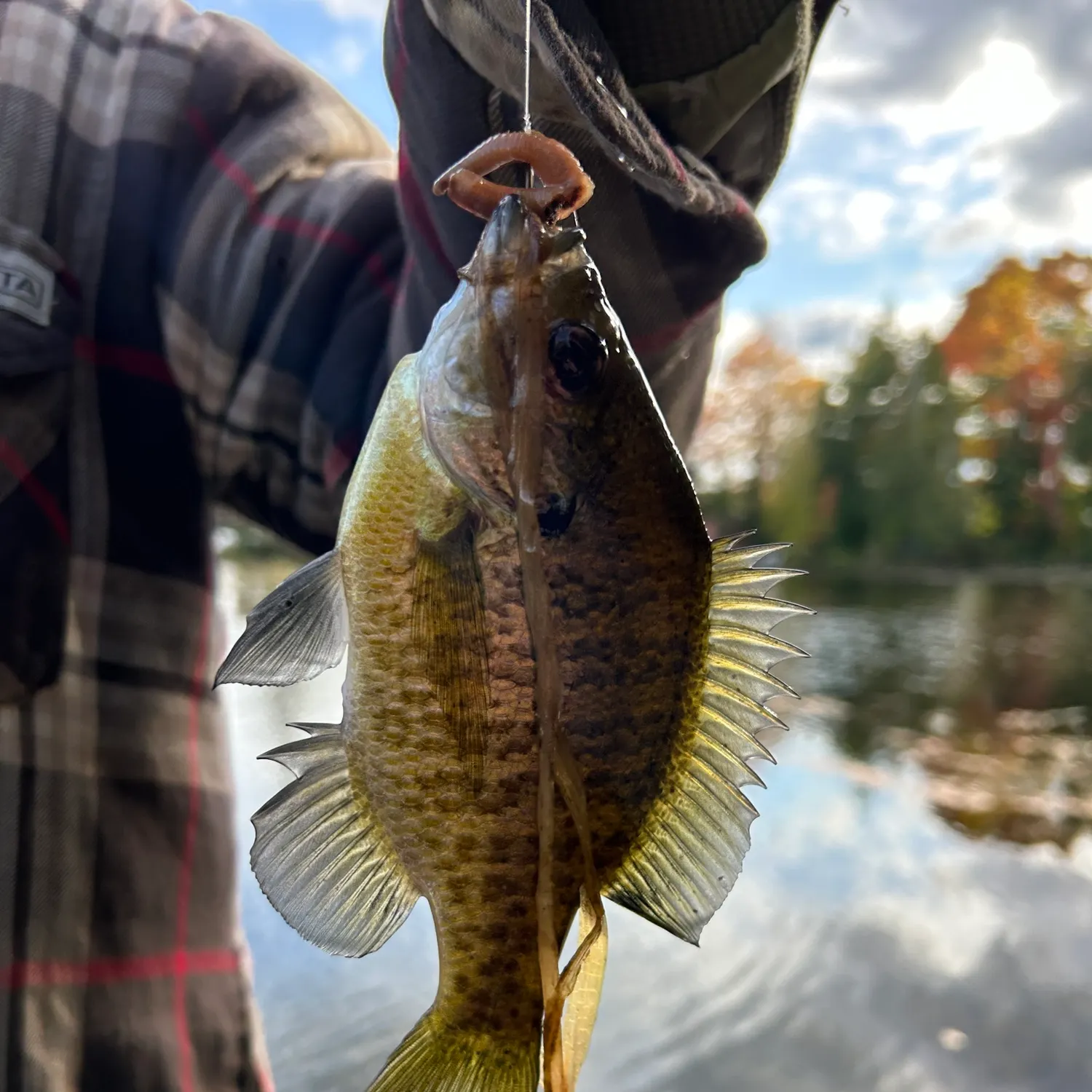 angler catch