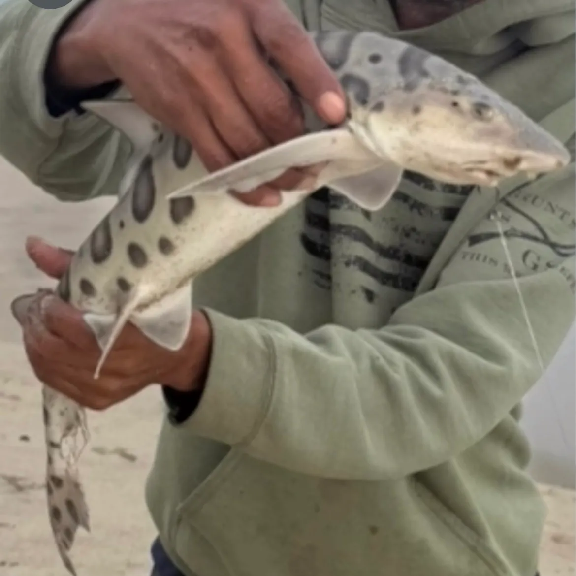 The most recent Zebra shark catches on Fishbrain
