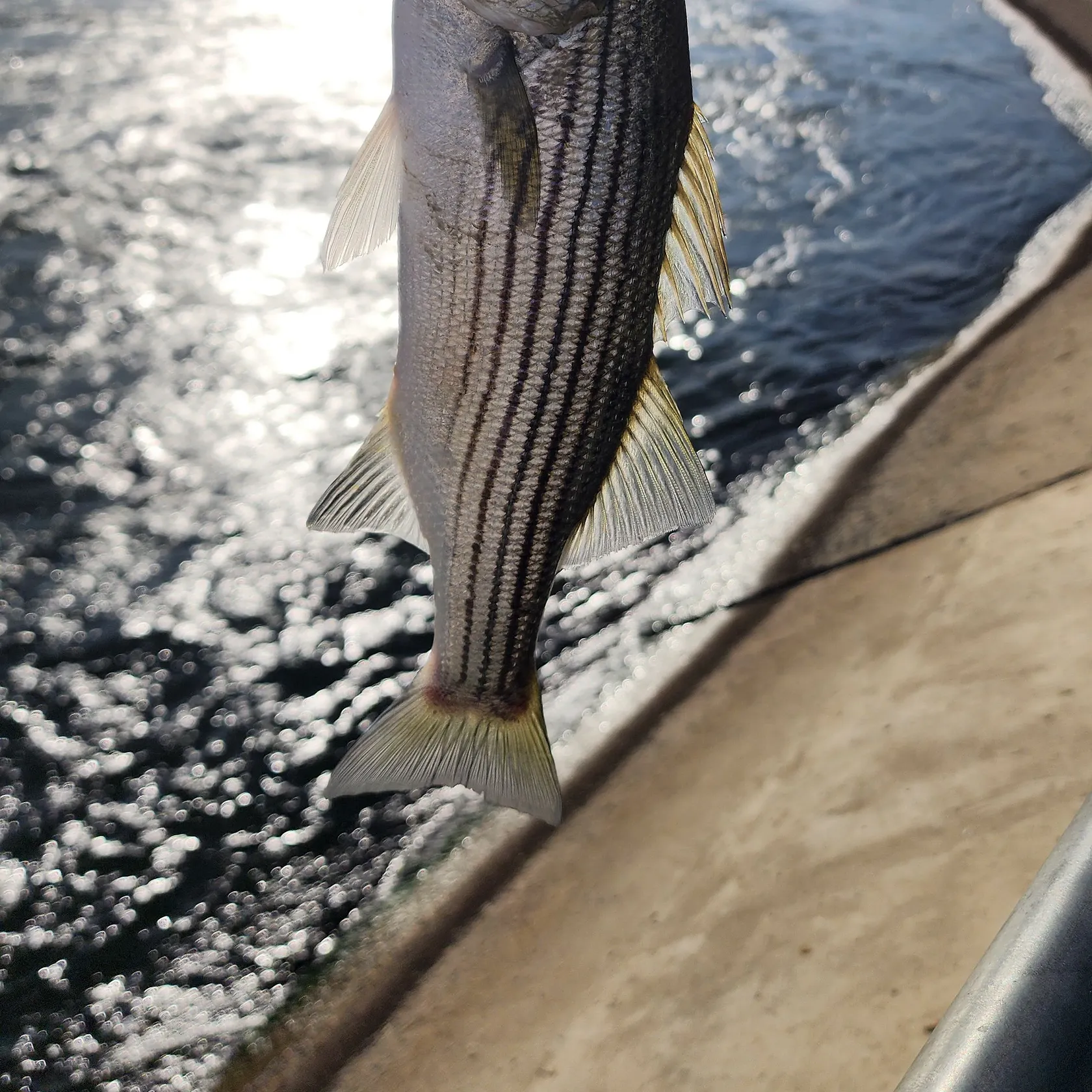The most recent Striped bass catches on Fishbrain