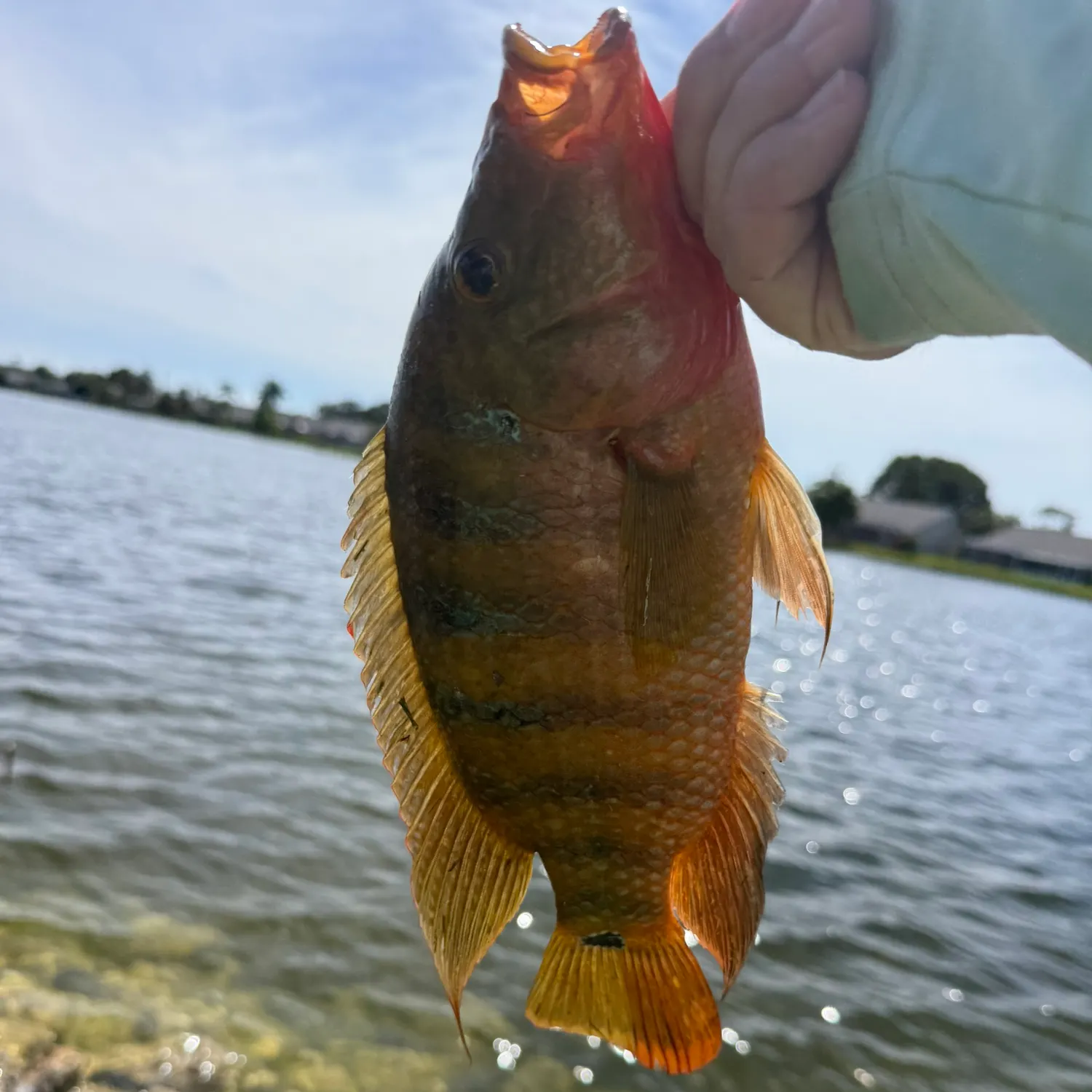 Mayan cichlid caught on Fishbrain