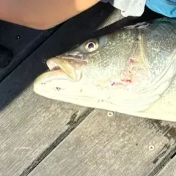 Striped bass caught on Fishbrain