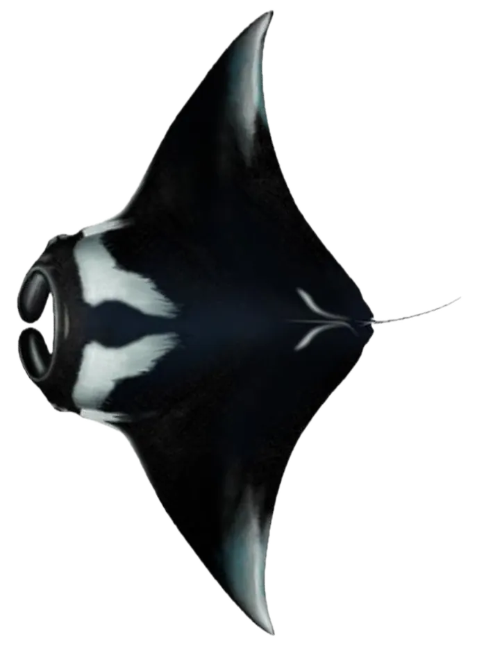 Giant oceanic manta ray