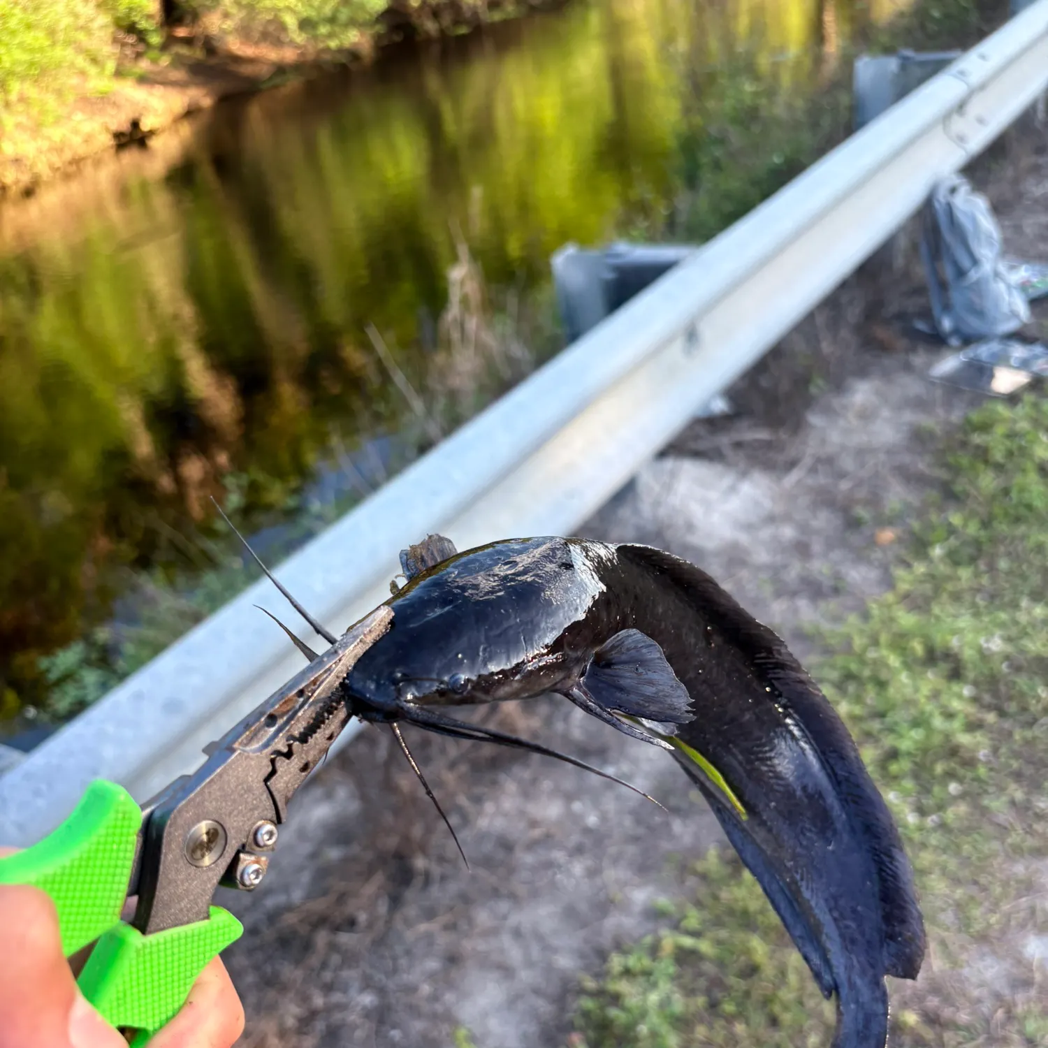 The most recent Walking catfish catches on Fishbrain